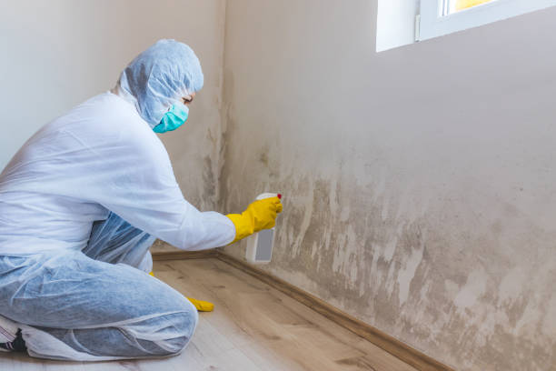 Licensed Basement Mold Removal service in Parkville, MD - WQB Mold Removal