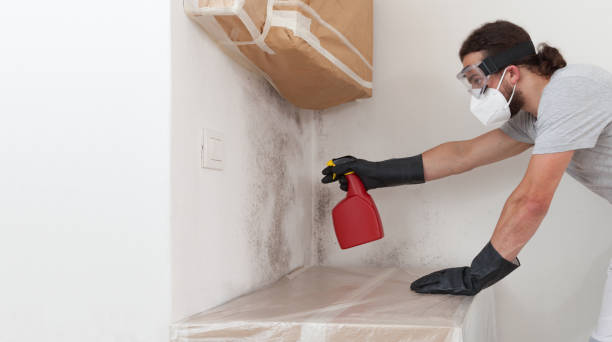 Professional Basement Mold Removal technician working in Parkville, MD