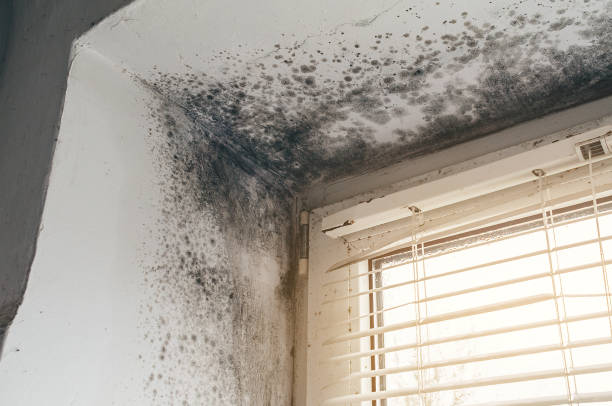 Affordable Basement Mold Removal solutions in Parkville, MD